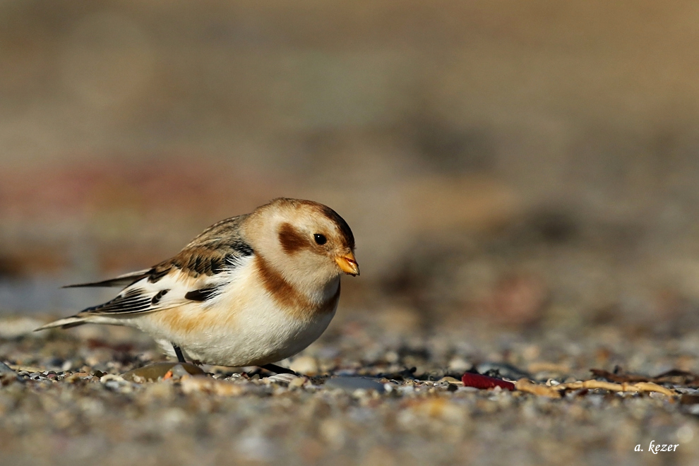 Snow Bunting