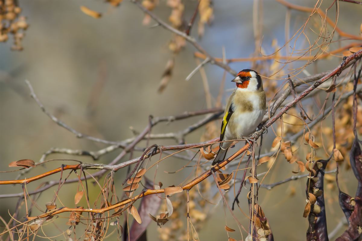 European Goldfinch