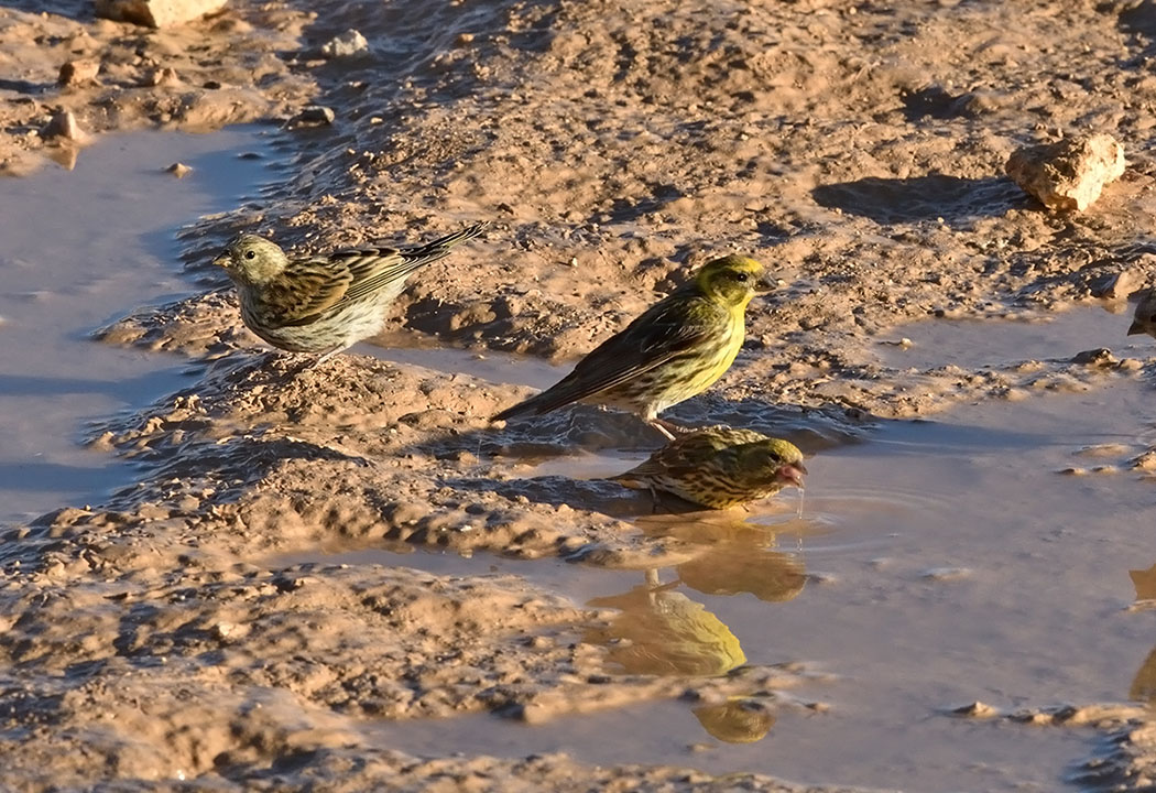European Serin