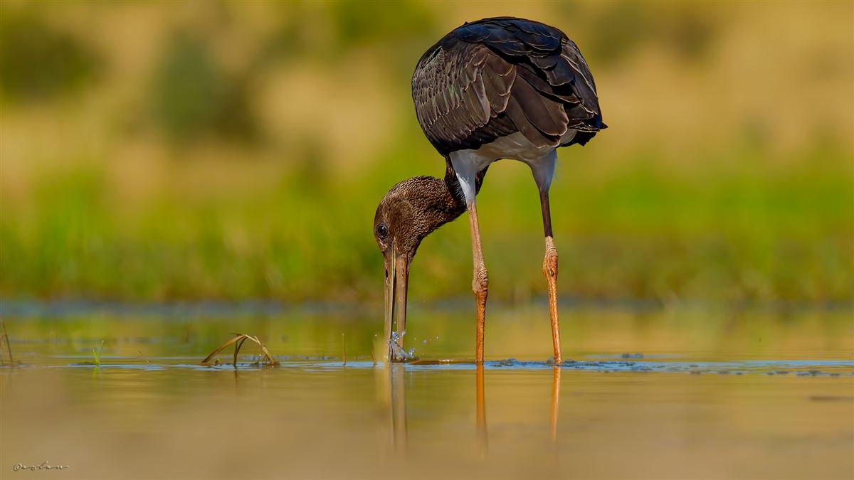 Black Stork