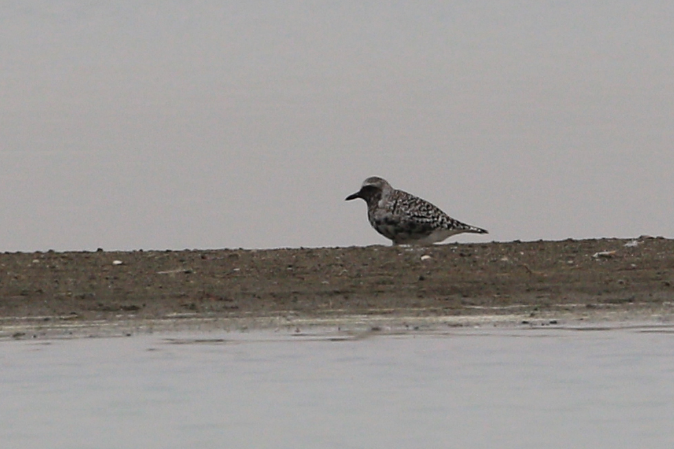 Grey Plover
