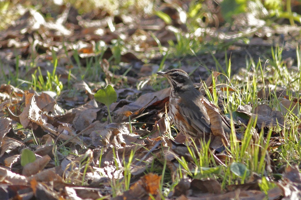 Redwing
