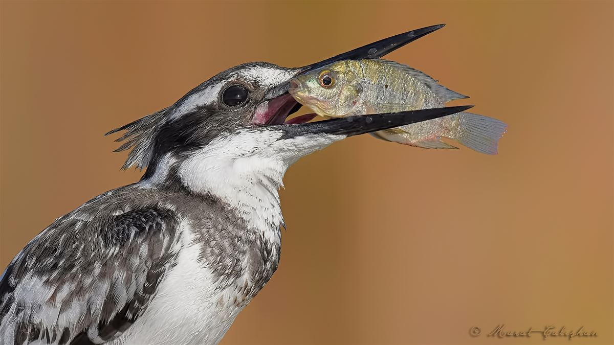 Pied Kingfisher