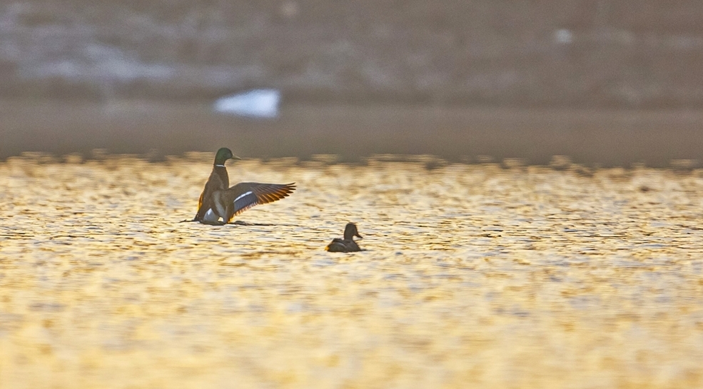 Mallard