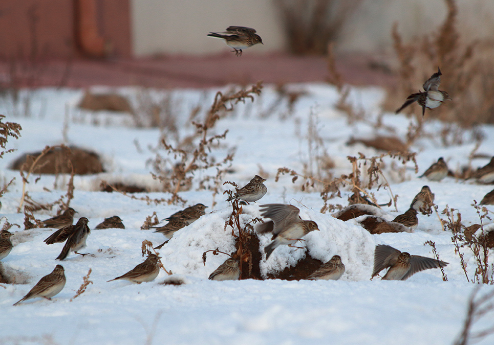 Eurasian Skylark
