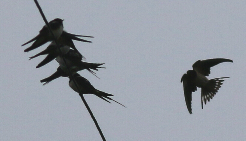Barn Swallow
