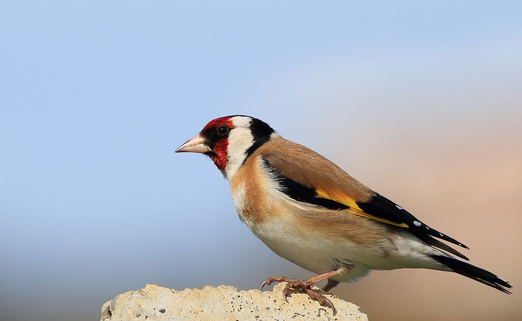 European Goldfinch