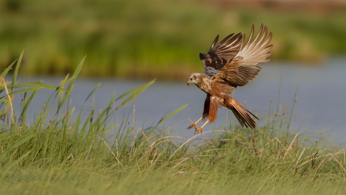 Western Marsh Harrier
