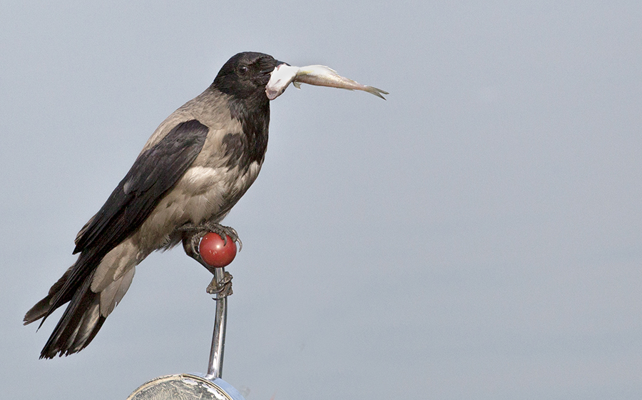 Hooded Crow