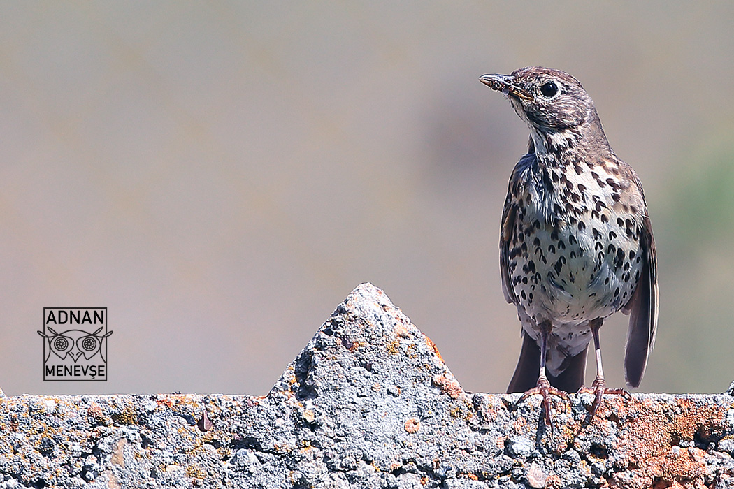 Song Thrush