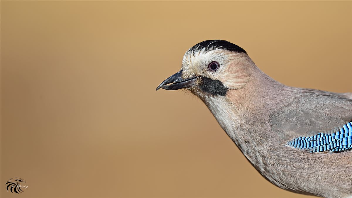Eurasian Jay