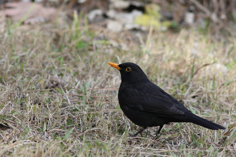 Common Blackbird