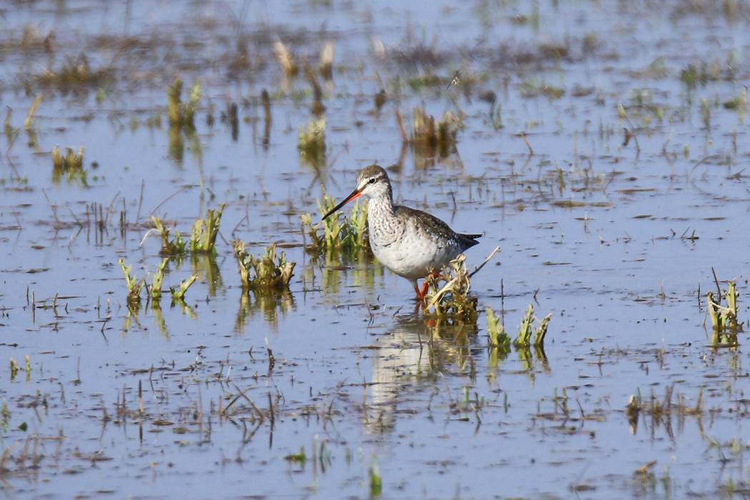 Spotted Redshank