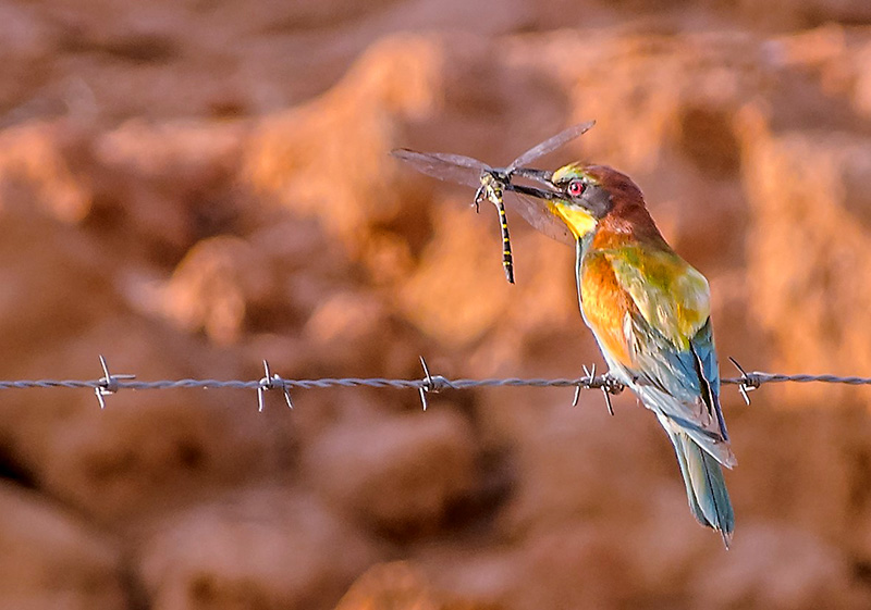 European Bee-eater