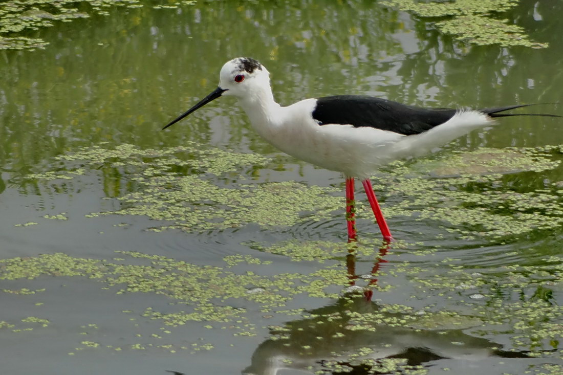 Black-winged Stilt