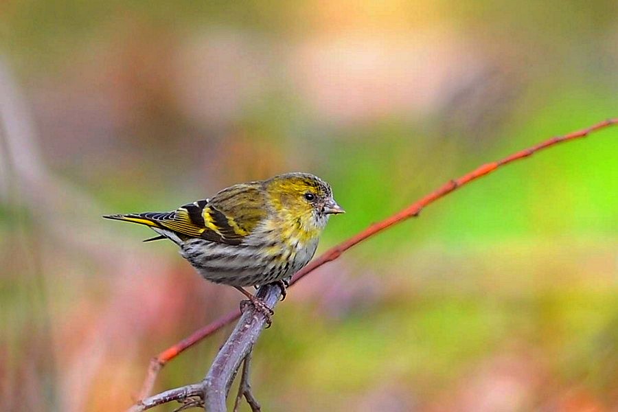 Eurasian Siskin