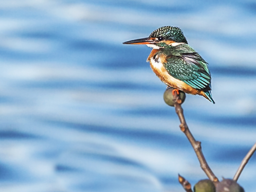 Common Kingfisher