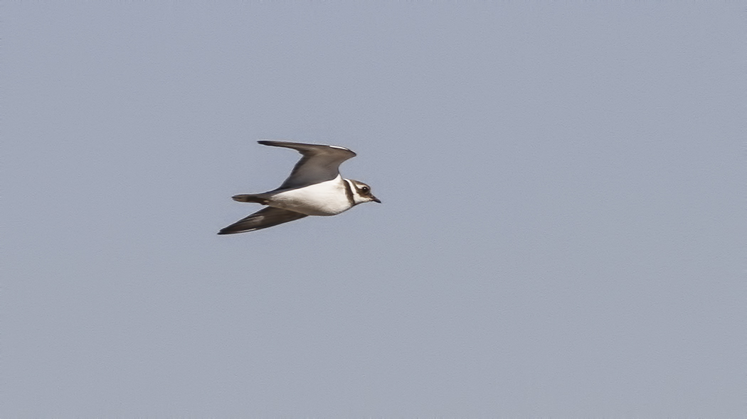 Common Ringed Plover