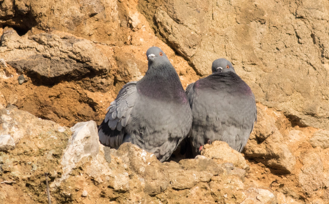 Rock Dove
