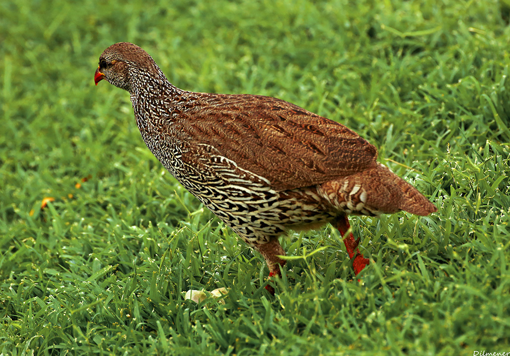 Black Francolin