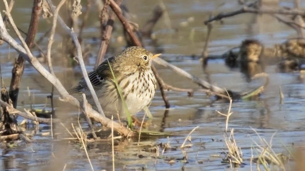 Meadow Pipit