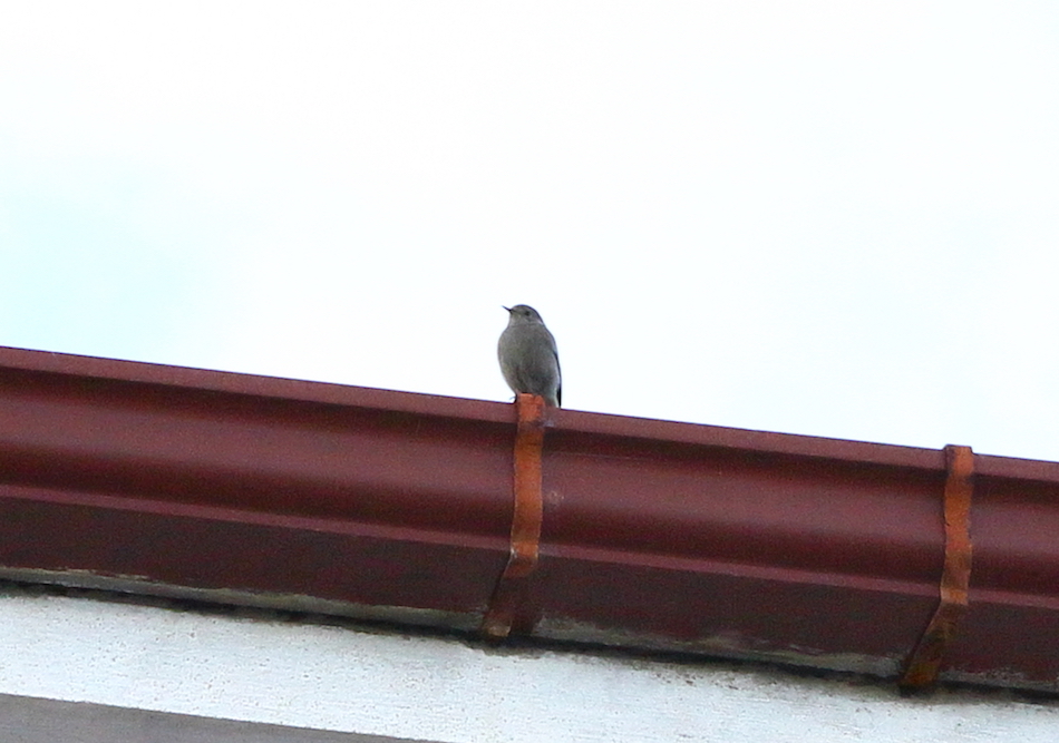 Black Redstart