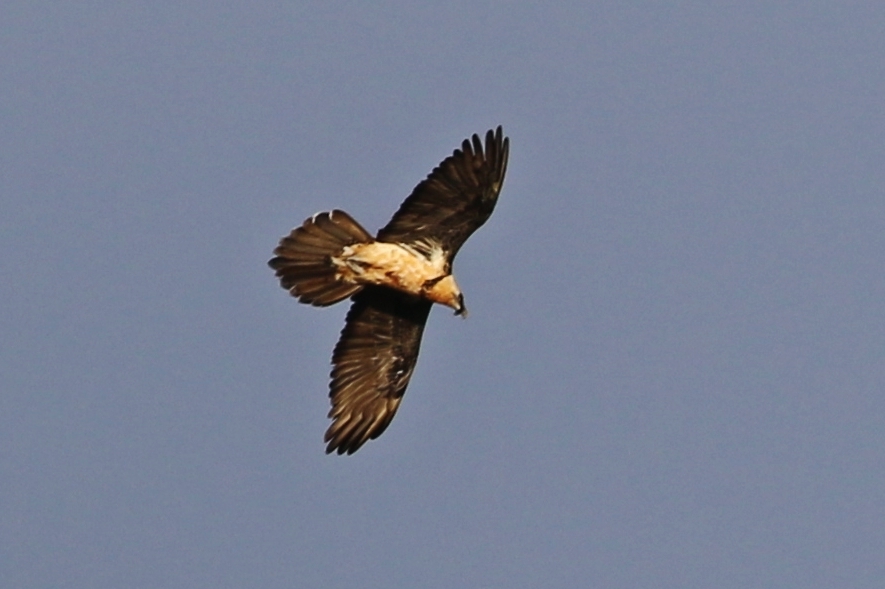 Bearded Vulture