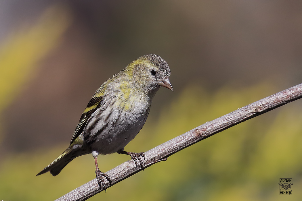 Eurasian Siskin