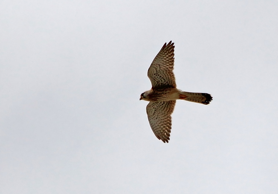 Common Kestrel