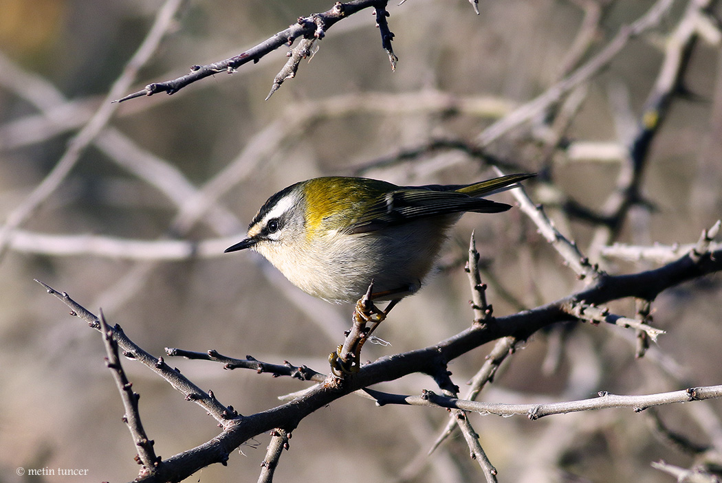 Common Firecrest