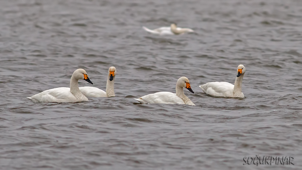 Tundra Swan