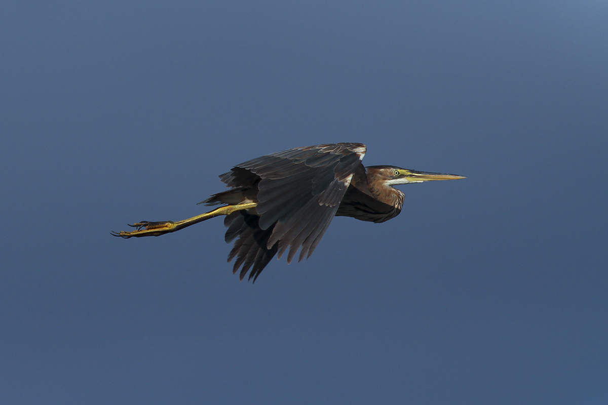 Purple Heron