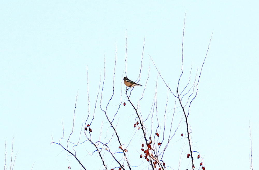 Eurasian Chaffinch
