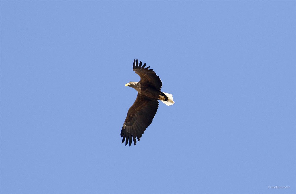 White-tailed Eagle