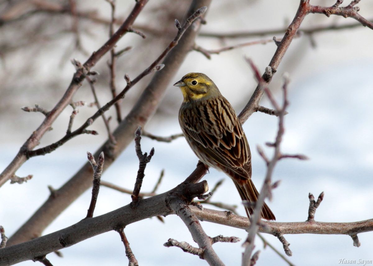Yellowhammer