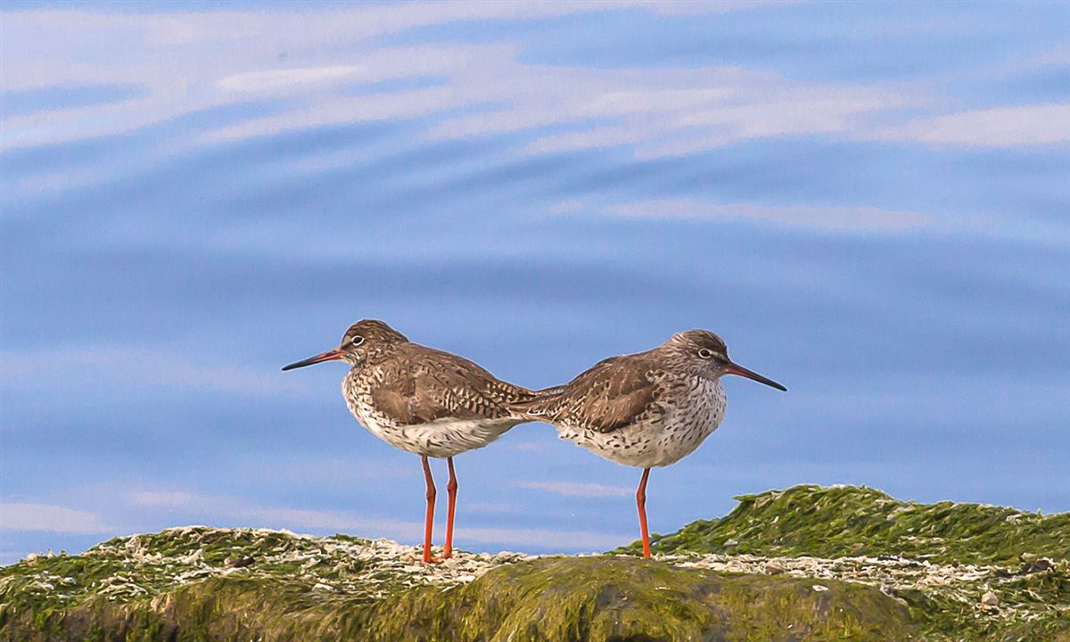 Common Redshank