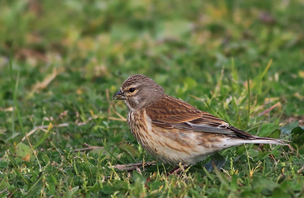 Common Linnet