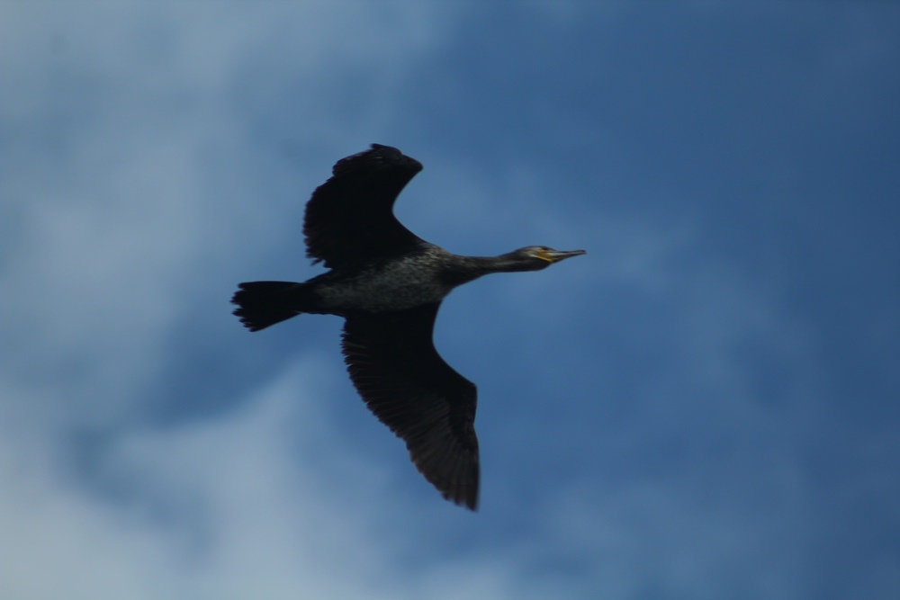 Great Cormorant