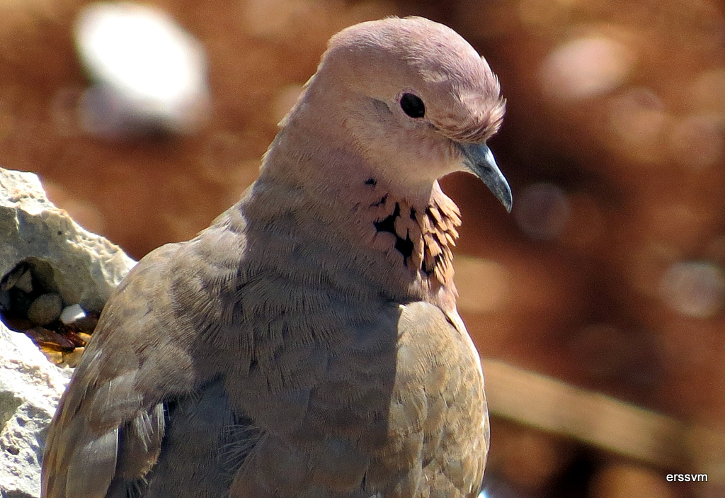 Laughing Dove
