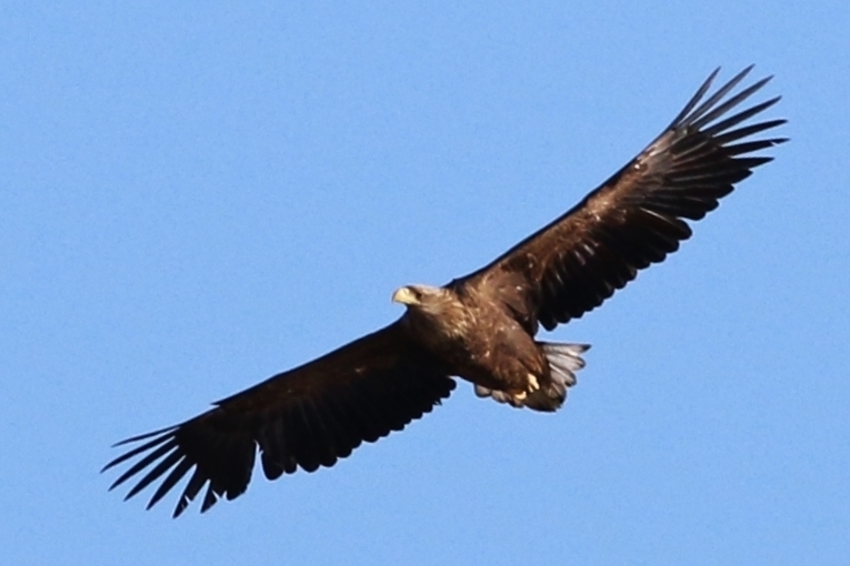 White-tailed Eagle