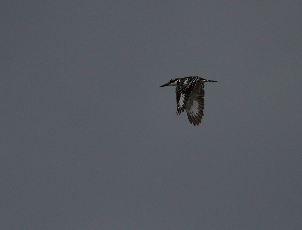 Pied Kingfisher