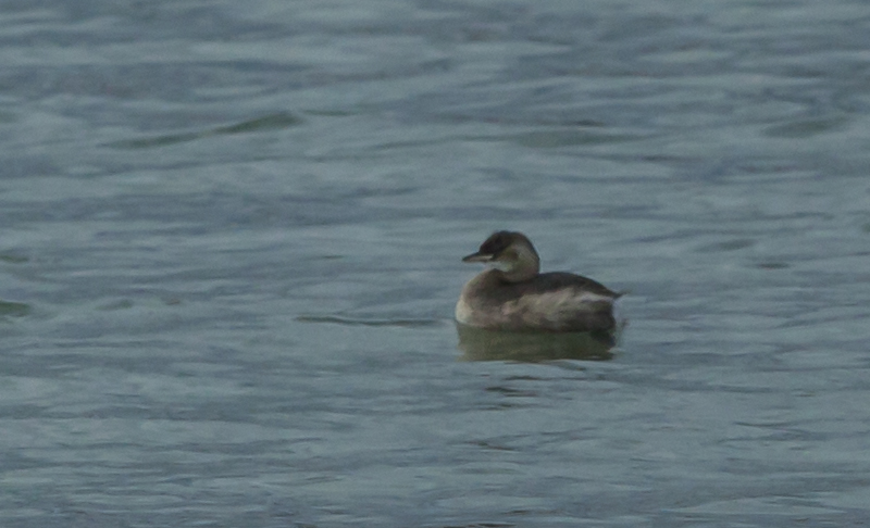 Little Grebe
