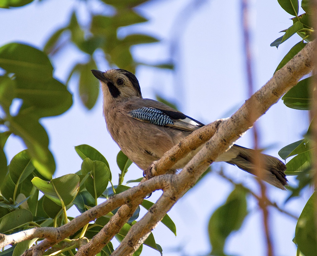 Eurasian Jay