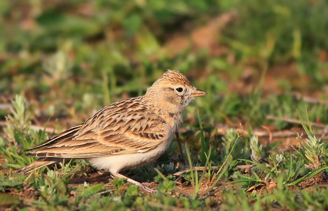 Greater Short-toed Lark