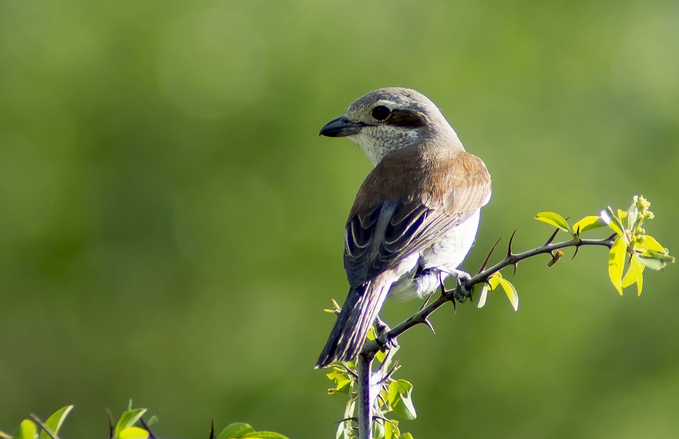 Red-backed Shrike