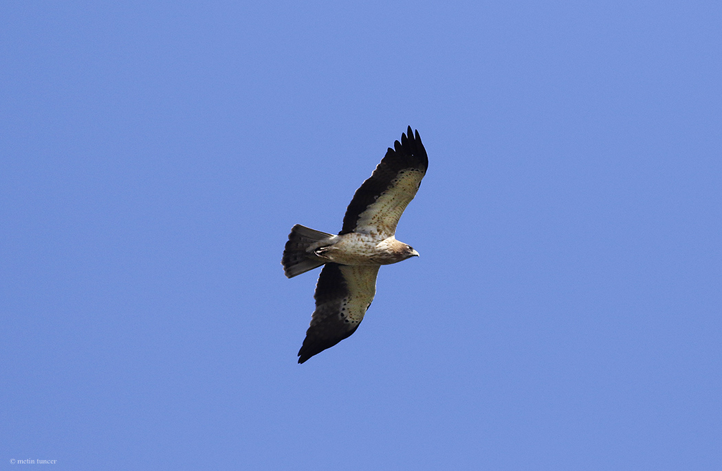Booted Eagle