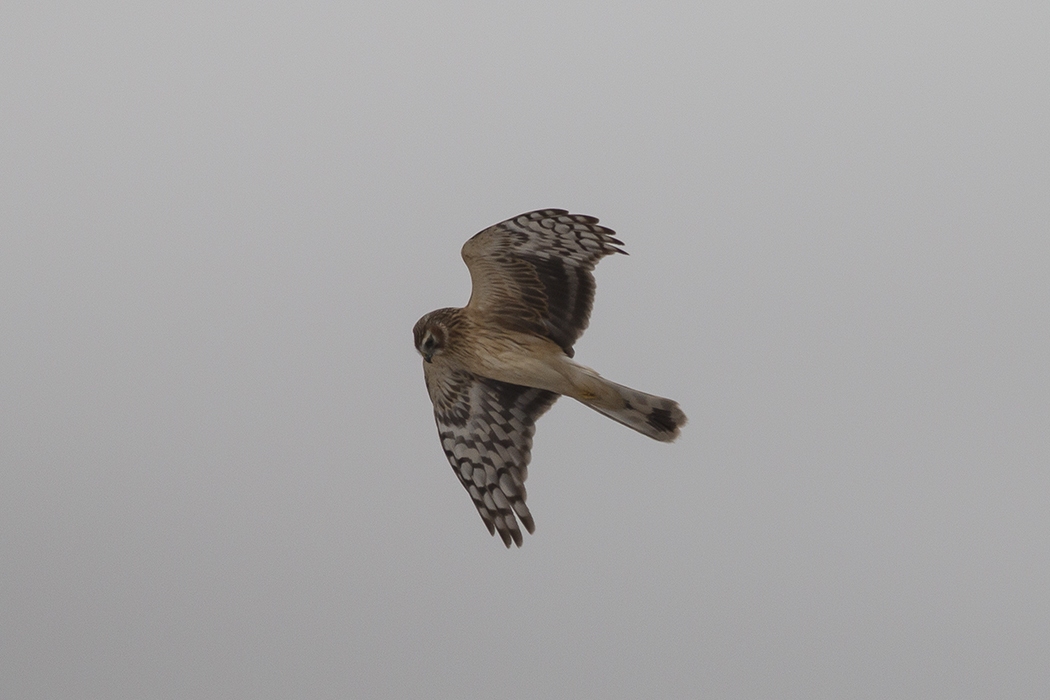 Hen Harrier