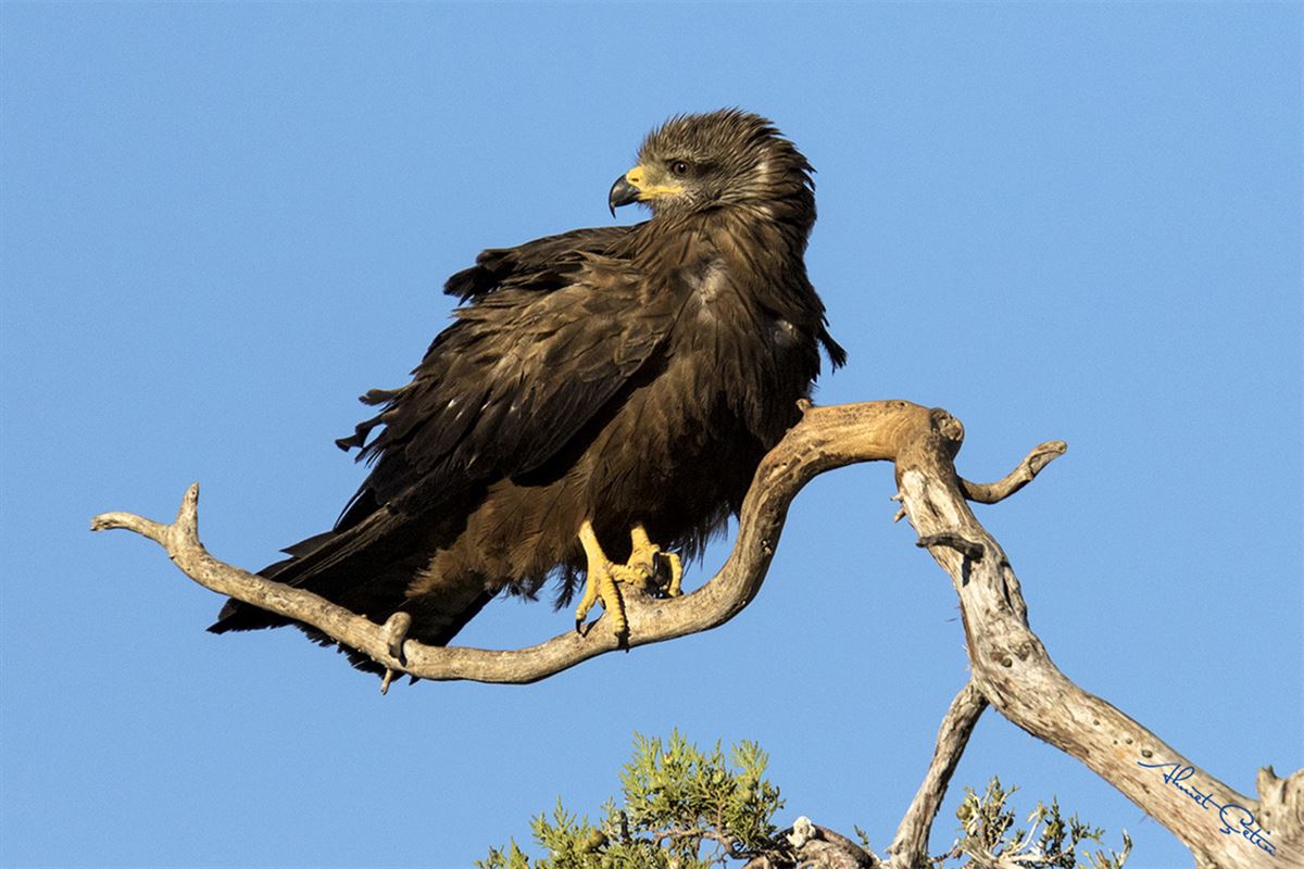 Black Kite