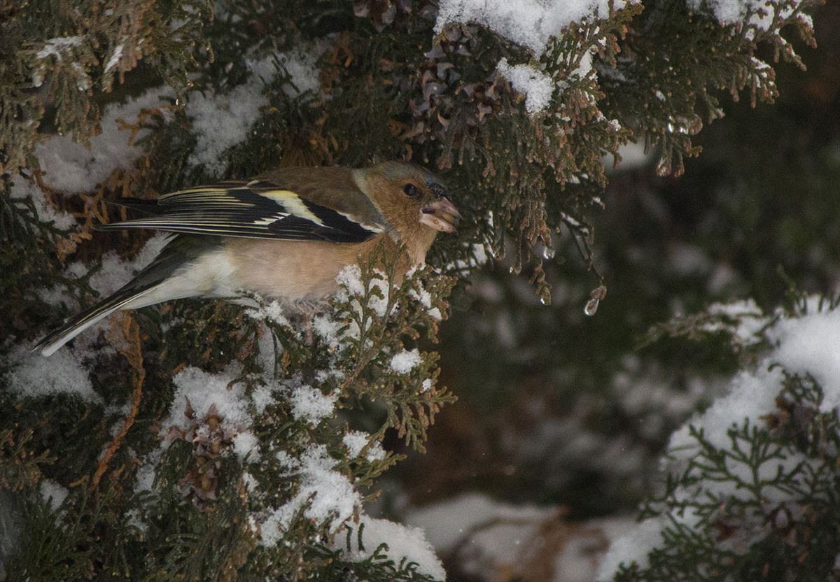 Eurasian Chaffinch