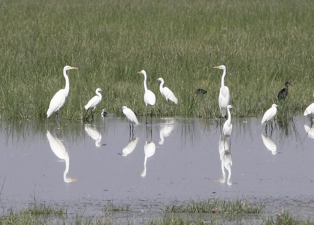 Great Egret